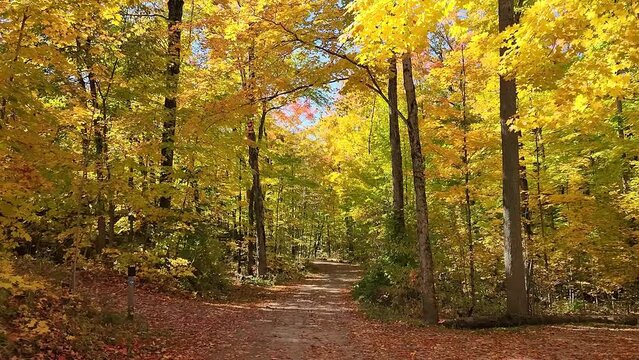 Path in a deciduous forest. Yellow leaves falling slowly from the trees to the ground. Calm sunny autumn day in nature