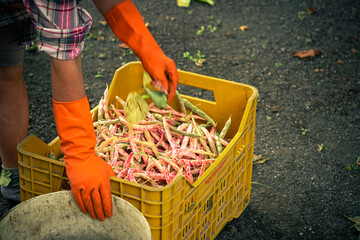 Hands of a farmer woman in orange gloves with picked harvest of organic beans haricot in yellow plastic container.