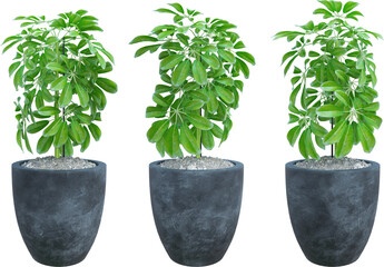 3d illustration of a collection of plants in pots, perfect for digital composition and architecture visualization