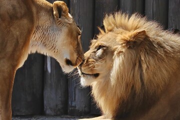 Lioness and a lion touching each other with noses