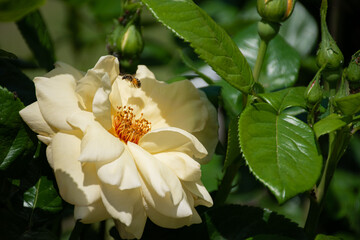 white flower