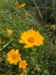 yellow dandelion flower