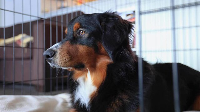 Australian Shepherd Dog Laying in Crate in House 4K