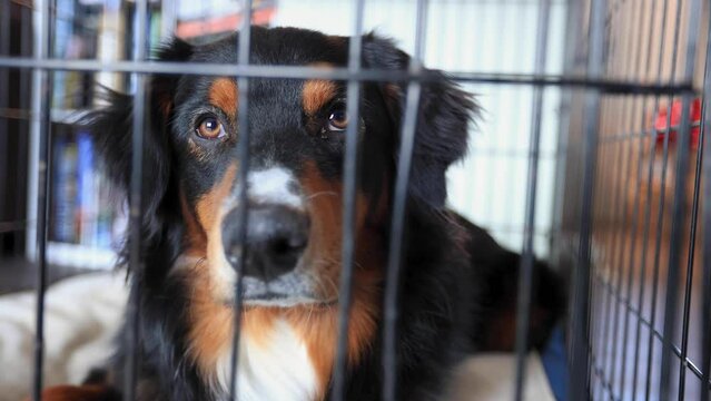 Aussie Black Tri Puppy Inside a Kennel Crate Indoors 4K