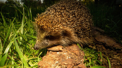 Small prickly hedgehog steps out of shade of trees onto lit green lawn. Cute common animal walks along wooden timber sniffing grass with elongated nose © SlavaStock
