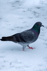 portrait of a pigeon (Columba livia) walking on the snow