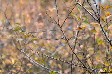Blackthorn dark blue berries on prickly bush branches in autumn forest with blurred background. Sunshine light natural close-up foliage