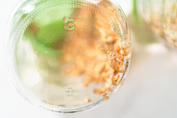 Growing sprouts in a jar