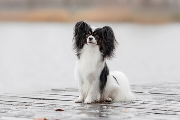 Papillon dog. Butterfly dog. Continental toy spaniel dog outdoors in fall. Autumn season.
