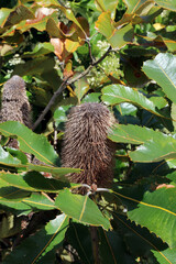 Sunlit dead Coast Banksia flower, New South Wales Australia
