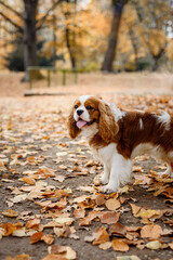 Cavalier King Charles Spaniel dog stands in the forest. Dog in autumn landscape. Dog in the park.