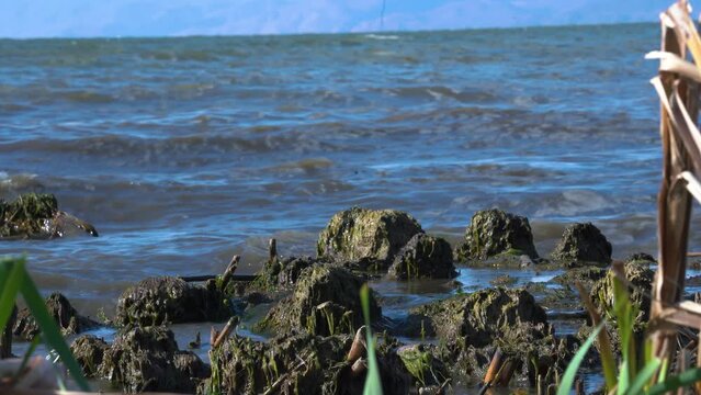 Stones with moss and waves. Close view Sevan lake in Armenia, Caucasus. Mountain lake. Polluted lake. Ecological problem. Safe nature.