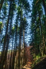 São Lourenço Beech Tree Forest, pathway leaves fall in ground landscape on autumnal background in November, Manteigas, Serra da Estrela, Portugal.