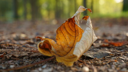 Autumn with fallen leaf lying on the ground. Trees moulting due to the tide and getting ready for a cold winter. Wet days and depression prone.