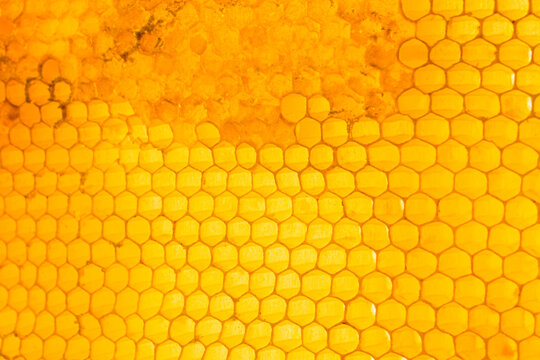 Honeycomb close up background. Natural honey in honeycomb wallpaper. Beekeeping concept. Cells of a frame partially filled with honey