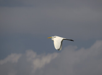 Great Egret in flight against sky