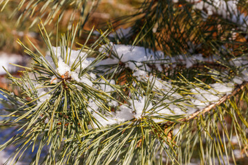 Pine tree branches covered with white snow at winter