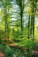 Fototapeta na wymiar Deutscher Wald im Herbst mit vielen bunten Farben