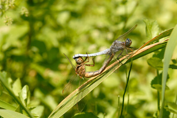 odonatos en una ramita