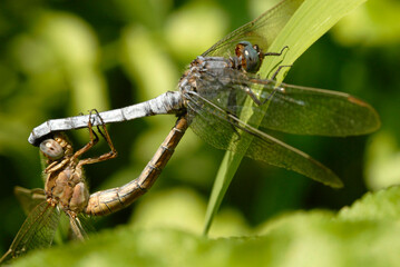odonatos en una ramita