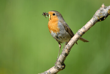 Un petirrojo posa en una ramita