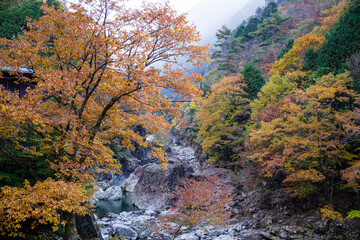 みたらい渓谷（奈良県天川村）の紅葉