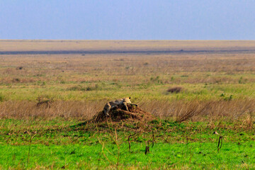 Cheetah (Acinonyx jubatus) on termite mound in savanna in Serengeti National park, Tanzania