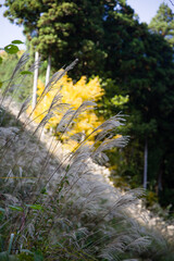 みたらい渓谷（奈良県天川村）の紅葉