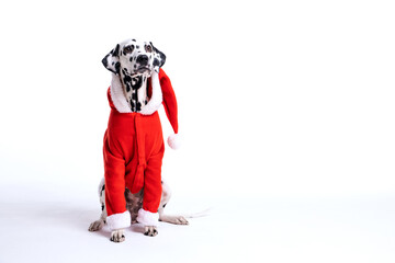 dalmatian dog wearing christmas costum isolated on white. copy space