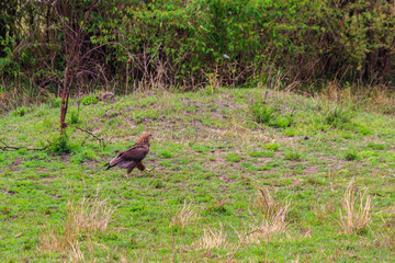 Tawny eagle (Aquila rapax) walking on meadow in Serengeti national park, Tanzania