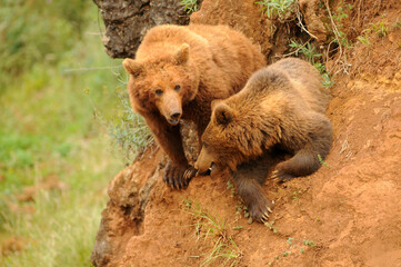 oso iberico en el paruqe de cabarceno en cantabria