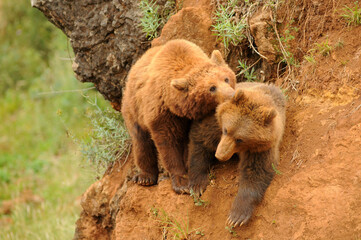 oso iberico en el paruqe de cabarceno en cantabria