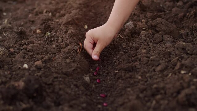 Close up of a child hand plants red seeds in the ground. Spring time, preparing garden for summer. The concept of growing vegetables in agriculture on a personal plot, vegetable garden