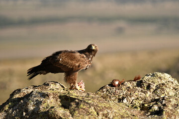 aguila real en la montaña sobre una roca