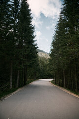 Obraz premium Empty mountain road. Asphalt road between the trees with overcast above.