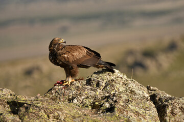 aguila real en la montaña sobre una roca