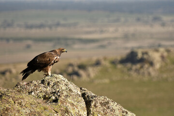 aguila real en la montaña sobre una roca
