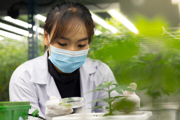 Researcher checking, testing, analyze young cannabis  plant to improve quality in alternative...