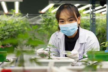 Researcher checking, testing, analyze young cannabis  plant to improve quality in alternative...