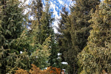 tree in the forest