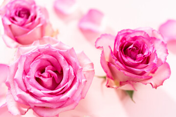 Pink roses