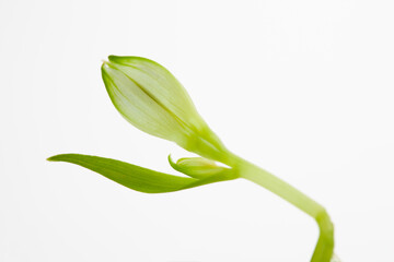 ゆりのつぼみをマクロ撮影 ユリの蕾