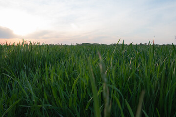 Obraz premium green wheat field
