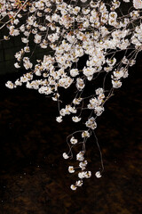 cherry blossom in spring