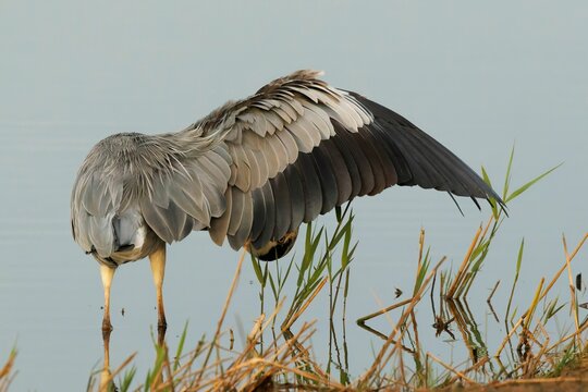 Closeup shot of a gray heron on the reserve at Cley next the sea in Norfolk