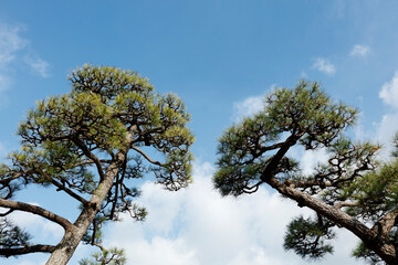 Pine trees in a Japanese garden