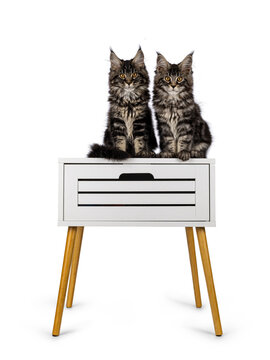 Two Maine Coon cat kittens, sitting together on a white nightstand table. Isolated on white background.