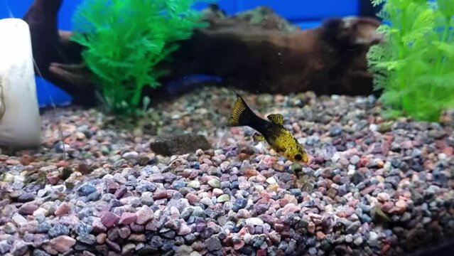 Yellow-black bellyfish (Poecilia) in home aquarium.