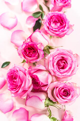 Pink roses