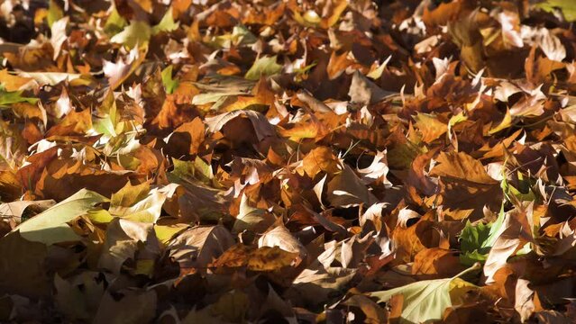 4K autumn leaves on the ground